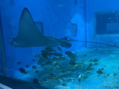 -北戴河圣蓝海洋公园