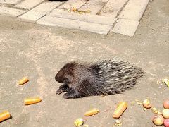 -青藏高原野生动物园