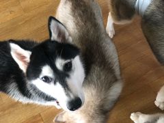 -Husky Go! 哈士奇体验馆·宠物咖啡厅狗咖