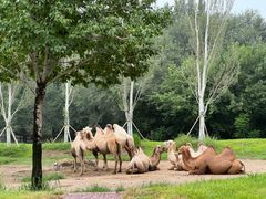 -北京野生动物园