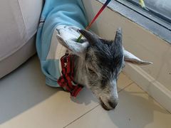 -怪兽屋·羊驼·猫咖·狗咖(俊华广场店)