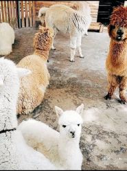 -萌宠亲子动物乐园(槐房万达店)