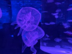 -海合安成都极地海洋公园