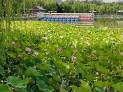 -莲花池公园