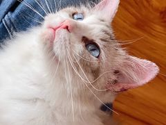 -喵百万·布偶·蓝金金渐层英短·猫舍(百子湾店)