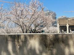 -龙美术馆(西岸馆)