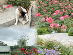-香蜜公园