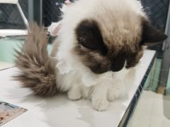 -怪兽屋·羊驼·猫咖·狗咖(俊华广场店)