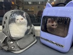 -瑞派宠物医院·犬猫全科·猫友好(宾水西道店)