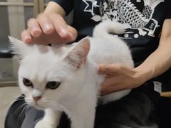 -lincat·猫舍(广州店)