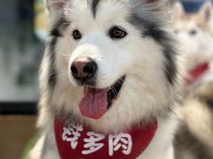 -Husky Go! 哈士奇体验馆·宠物咖啡厅狗咖