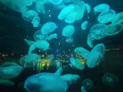 -石家庄海洋公园