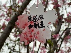 -狐尾山公园