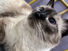 -藏猫猫咖啡主题馆(中央大道店)