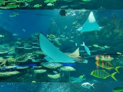 -海合安武汉极地海洋公园