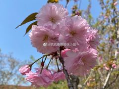 -顾村公园