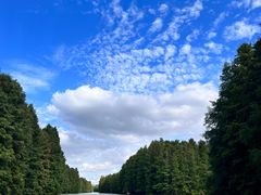 -上海海湾国家森林公园