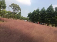 -南湖湿地公园