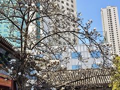 -真庆观