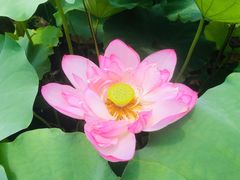 -陈家山荷花公园