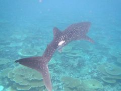 -中央格兰德岛温泉度假酒店 - 全包