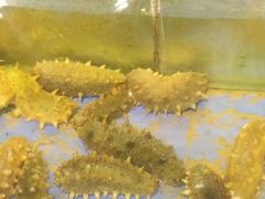 -山东八大碗山东老字号