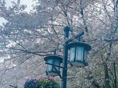 -苏州上方山国家森林公园
