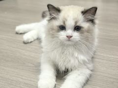 -欣宠猫屋·矮脚拿破仑·蓝金金渐层