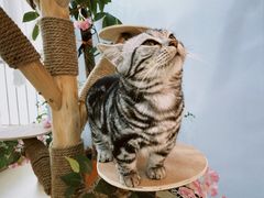 -喵宠乐园·撸猫互动·猫舍