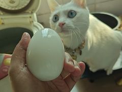 -瑞鹏宠物医院·骨科·猫科·内科(第一中心)