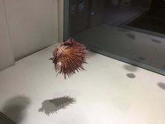 -青岛贝壳博物馆
