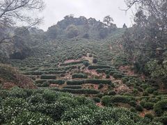 -十八棵（老龙井）御茶园(老龙井店)