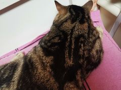 -暖阳宠物医院·犬猫康复中心·骨科