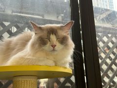 -MOCHA明星猫咖(田子坊店)