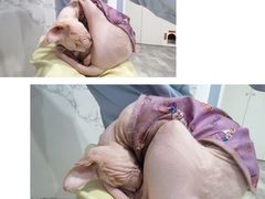 -楼上猫咖(罗湖店)