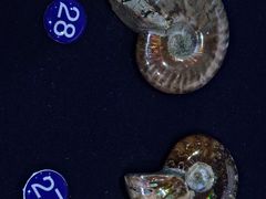 -青岛贝壳博物馆