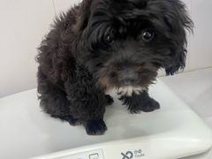 -博特宠物医院24h犬猫全科.骨科·异宠