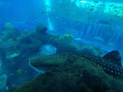 -成都浩海立方海洋公园