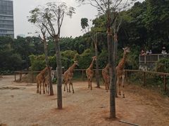 -深圳野生动物园