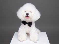 -FAELING PETS美天灵宠物(富力广场店)
