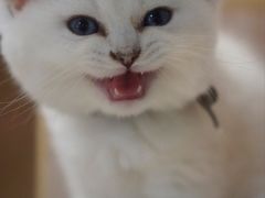 -猫咪派对(江南西店)