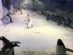 企鹅-芜湖新华联大白鲸海洋公园