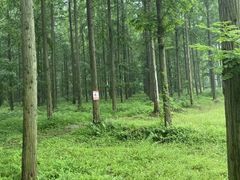 -黄海国家森林公园