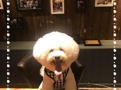 -百好乐宠物友好餐厅(朝外大街店)