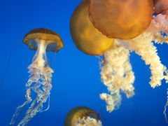 -太平洋海底世界