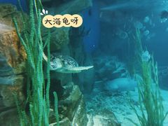 -锦艺城海洋馆