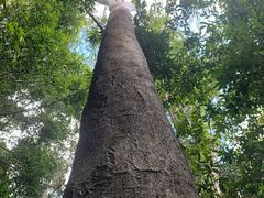 景点-海南热带雨林国家公园吊罗山景区
