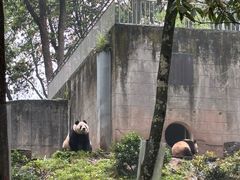 -中国大熊猫保护研究中心雅安碧峰峡基地