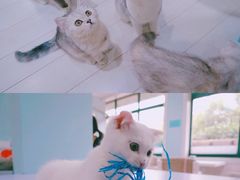 -喵的天空名猫咖啡馆·撸猫·猫舍·用品