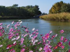 -大兴滨河森林公园